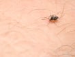 Malaria wird von Stechmücken übertragen