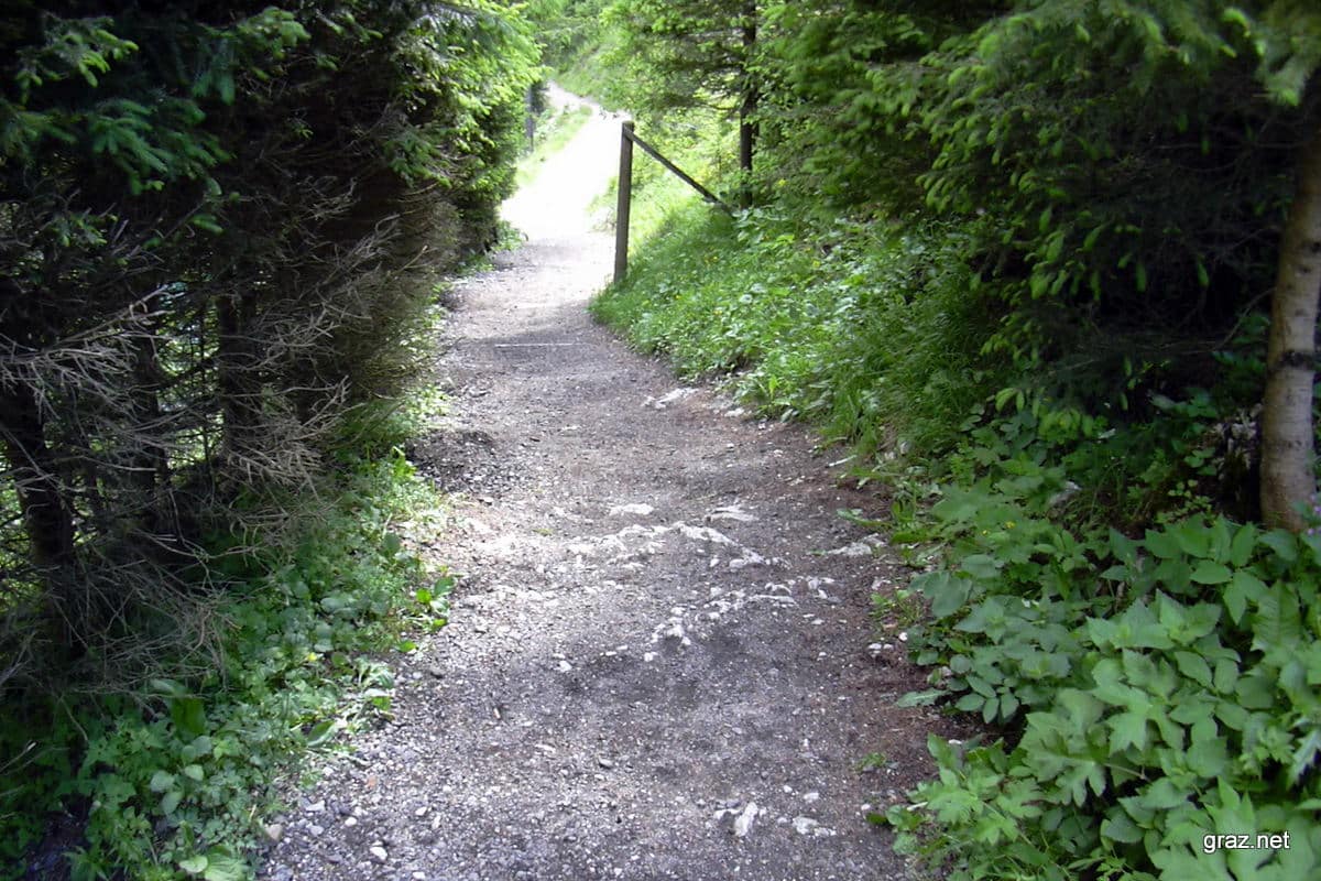 Grüner See Ausflugsziel und Naturjuwel Infos und Tipps Fotos