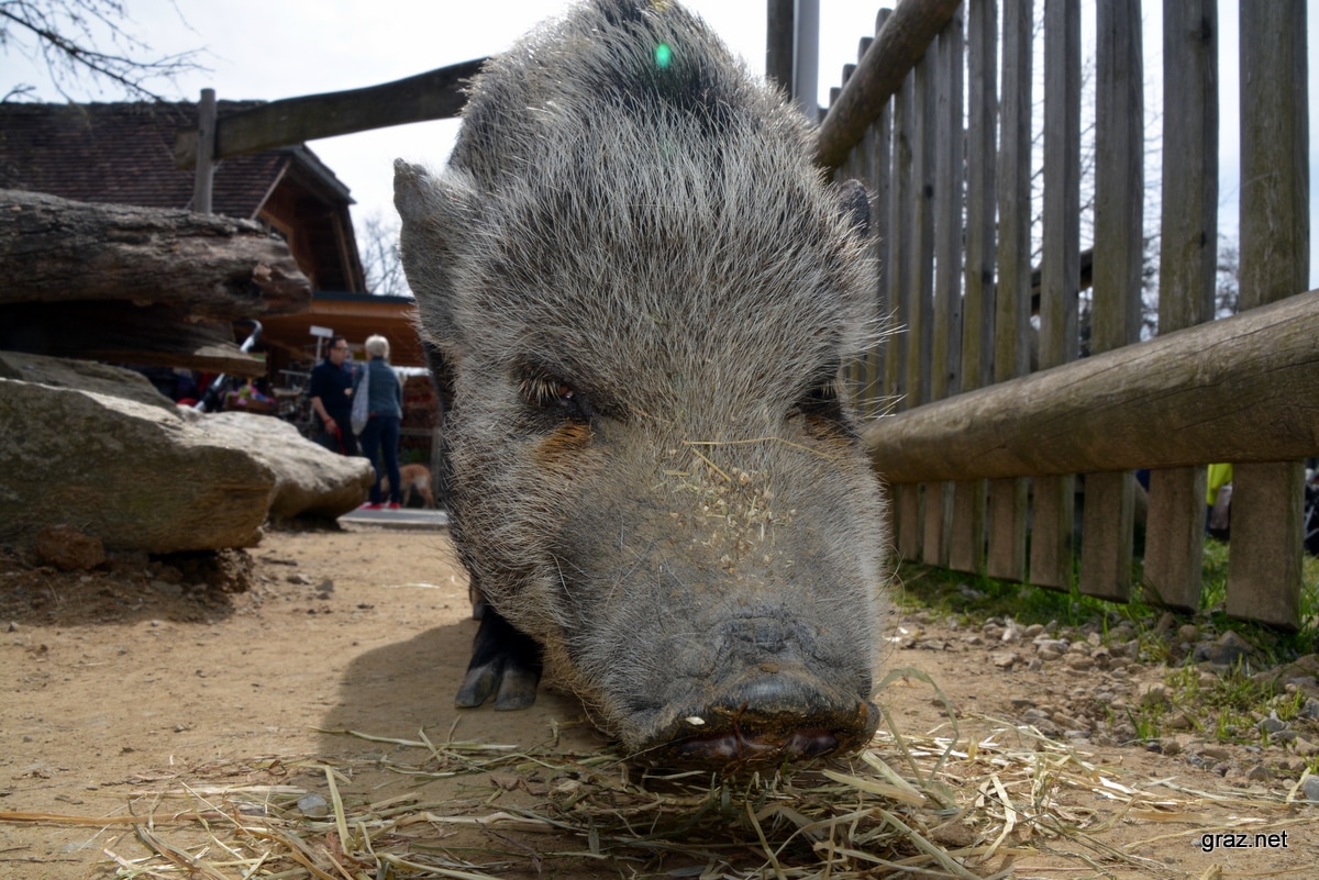tierpark-herberstein_01