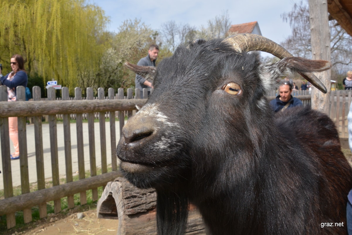 tierpark-herberstein_02