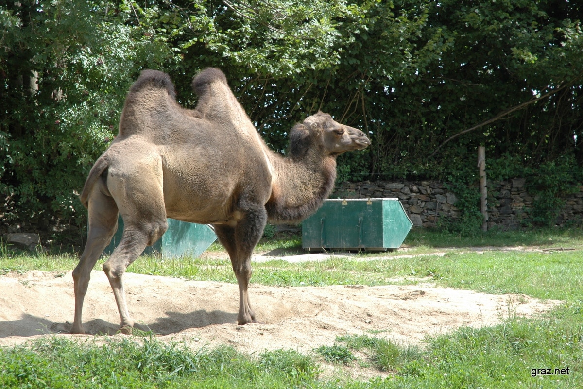 tierpark-herberstein_05