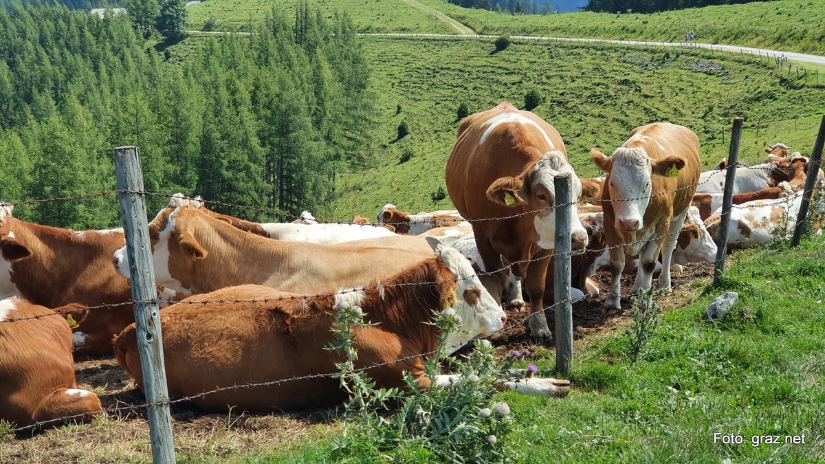 wanderung-rote-wand-tyrnauer-alm_08