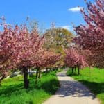 Frühling in Graz