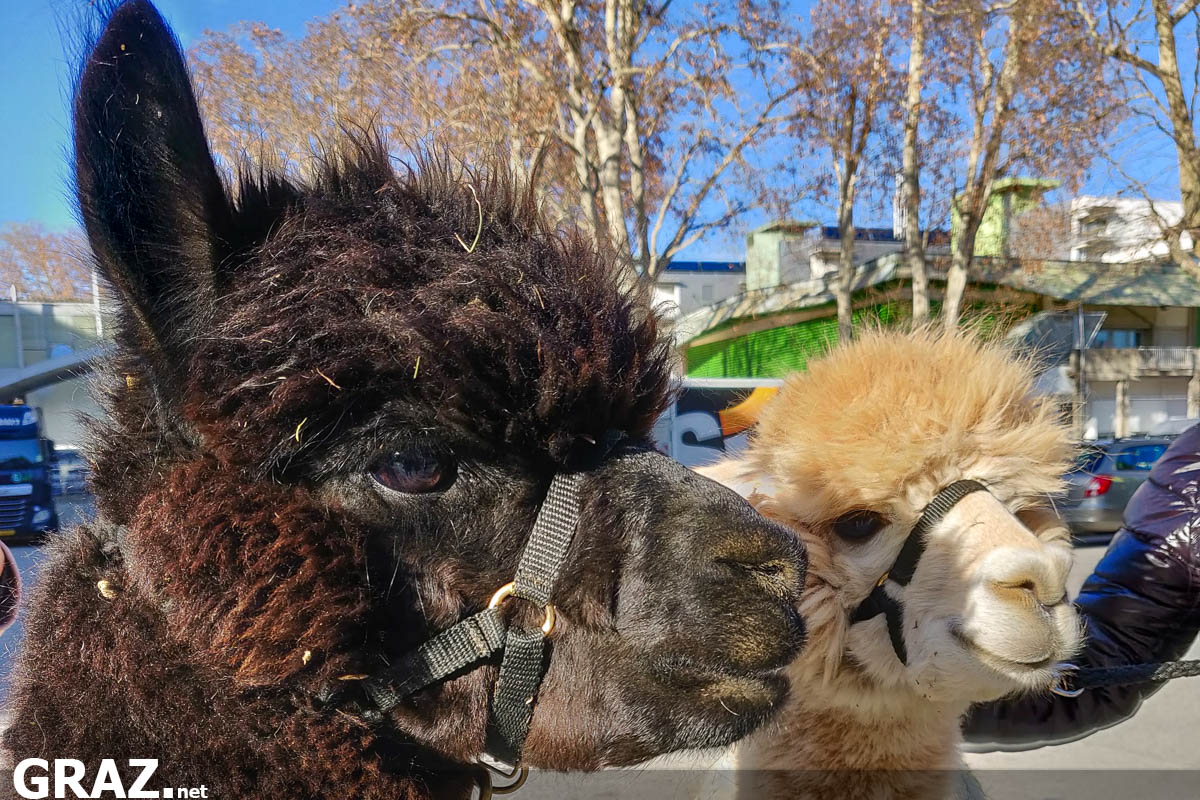 World Alpaca Expo in Graz 2023 Alpaka Ausstellung Messe Graz
