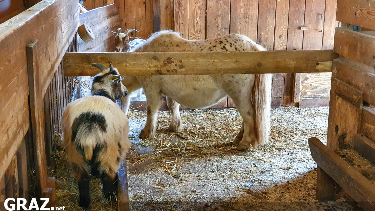 tierwelt-herberstein-zoo_04