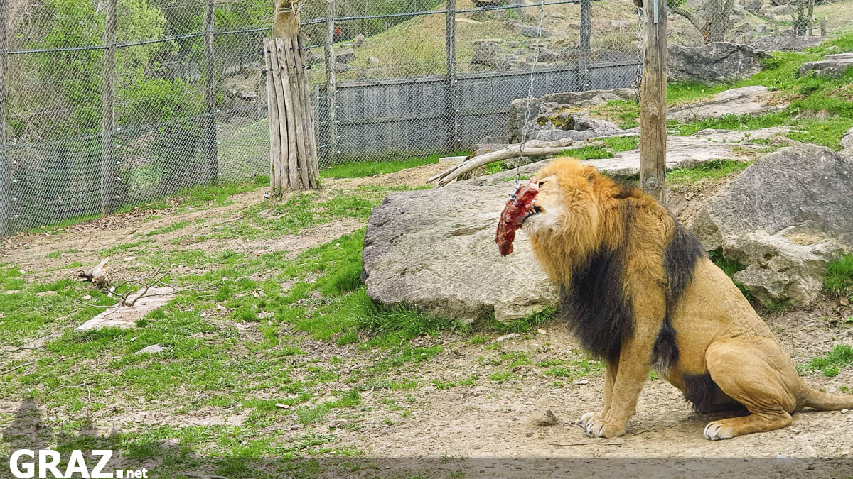 tierwelt-herberstein-zoo_06