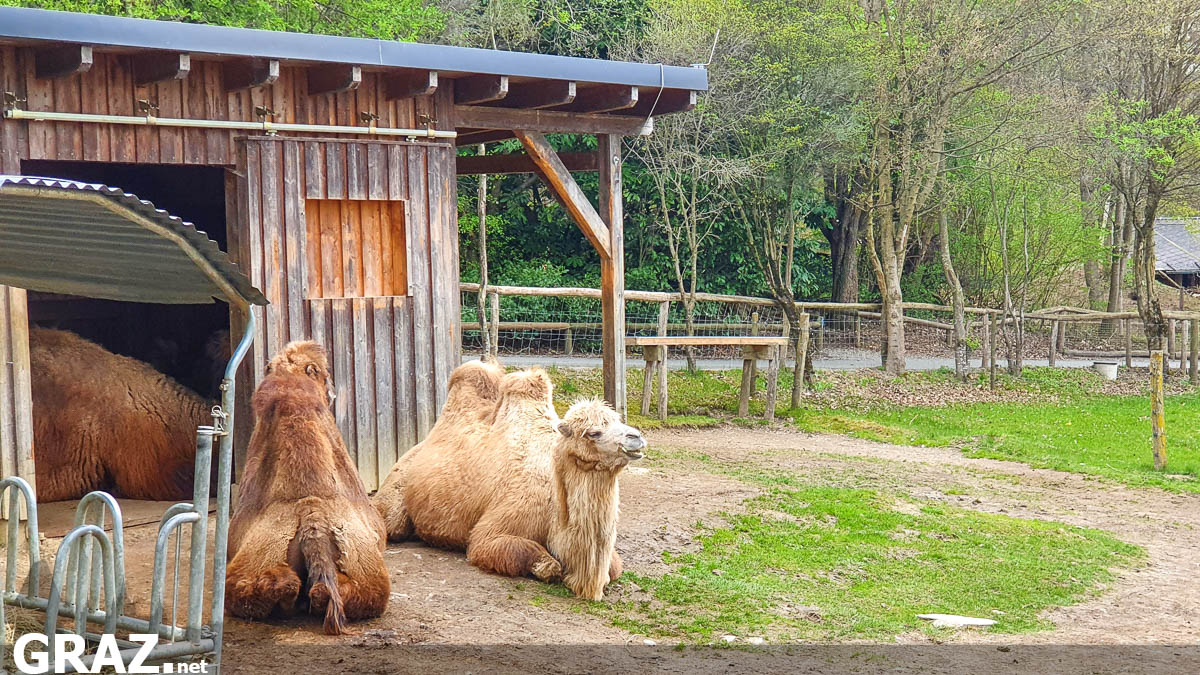 tierwelt-herberstein-zoo_09