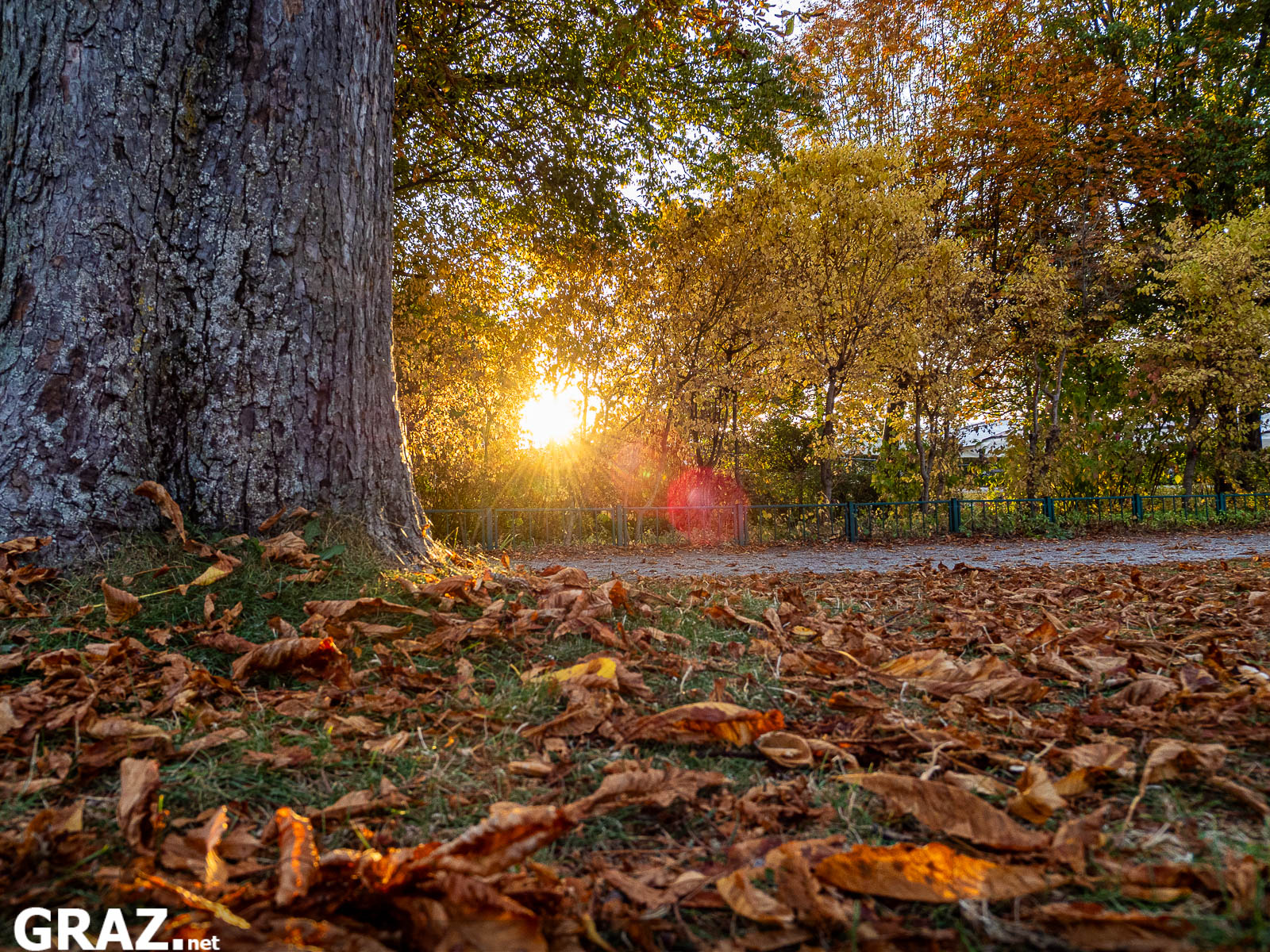 Braune und orange Herbstblätter vor einem Baumstamm am Schloßberg mit tief stehender Sonne im Hintergrund