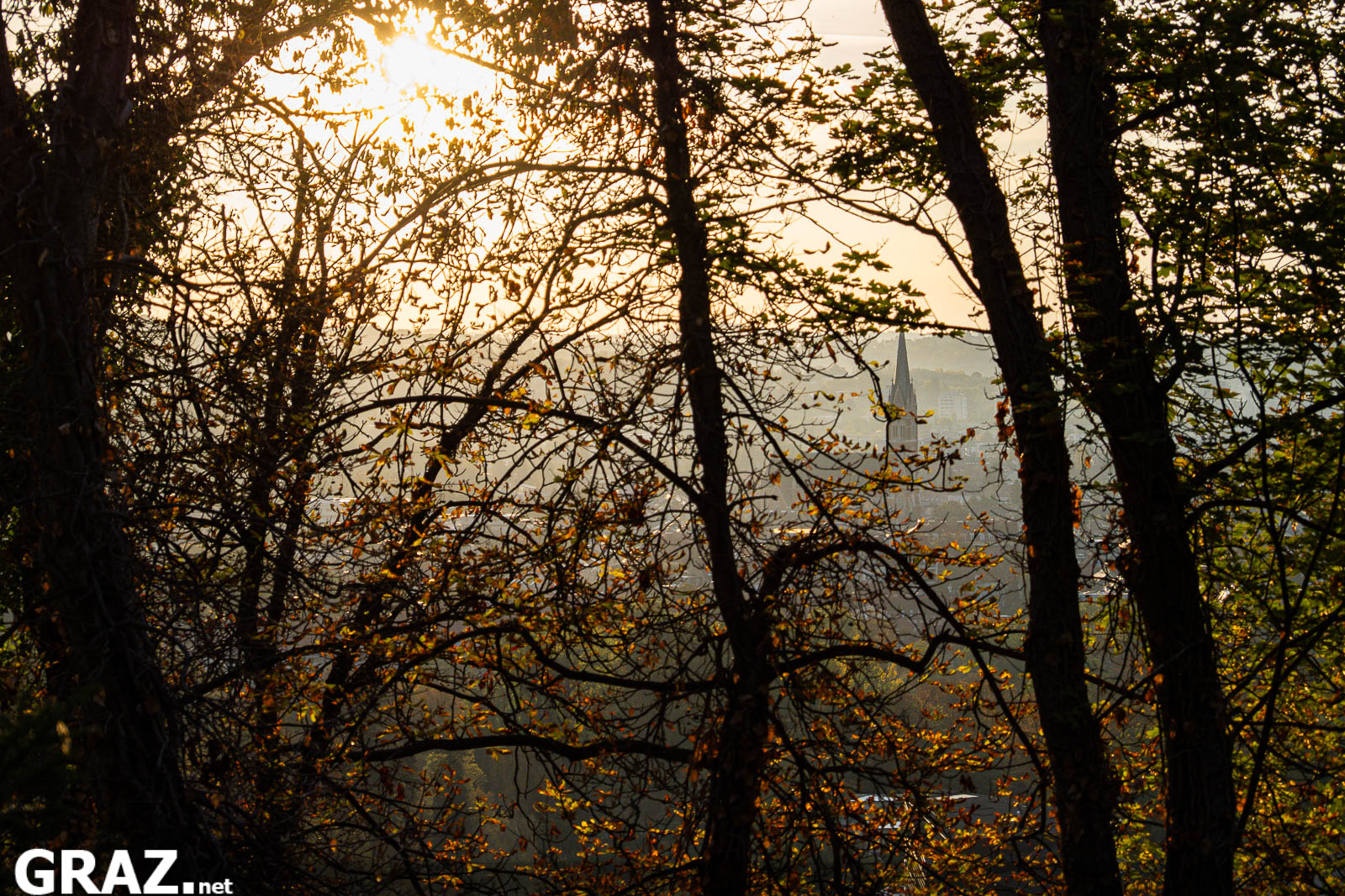 Sonne zwischen dunklen Baumstämmen und herbstlichen Zweigen am Grazer Schloßberg