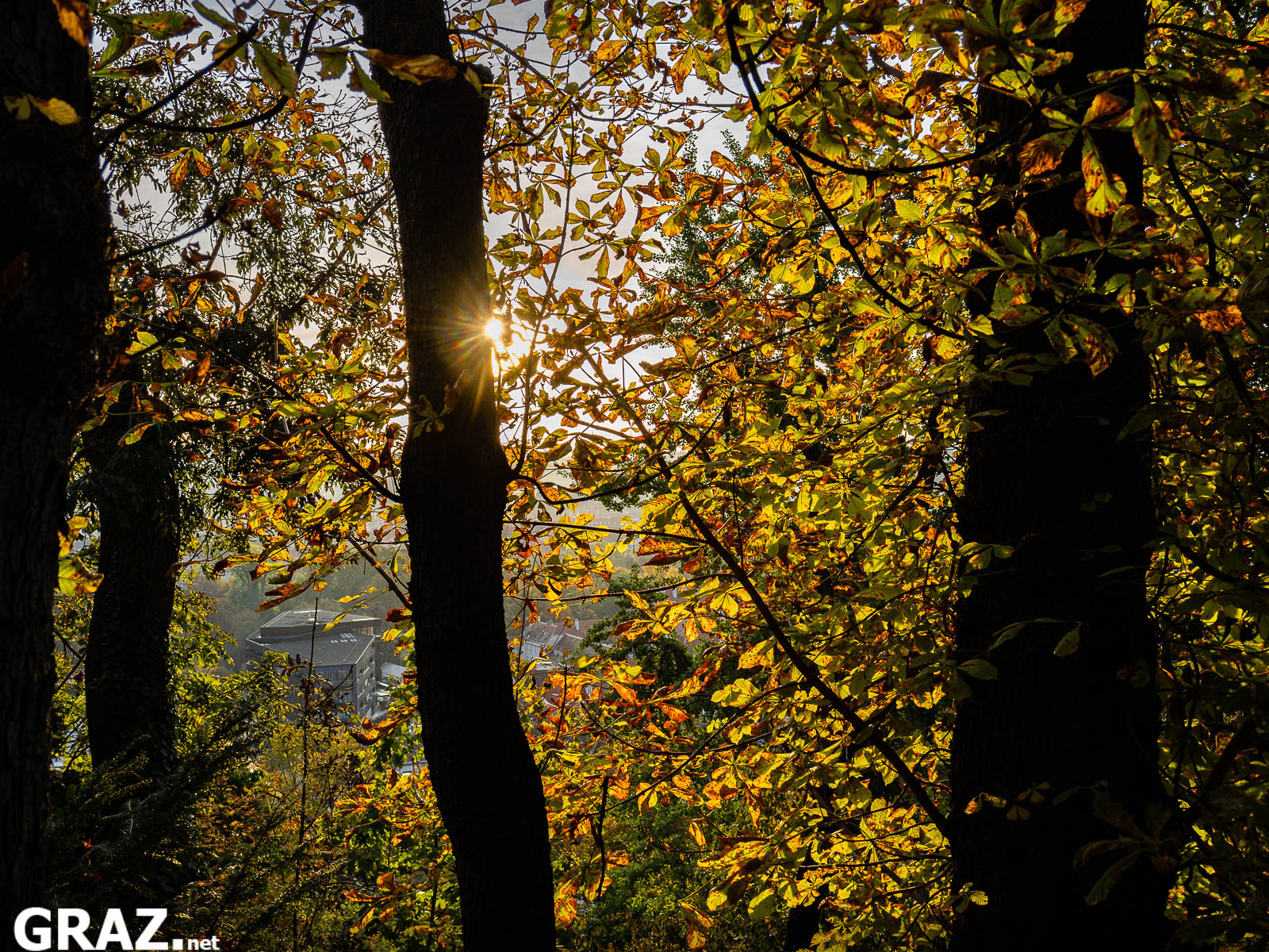 Gelbes und orangefarbenes Herbstlaub leuchtet zwischen dunklen Baumstämmen am Schloßberg